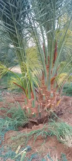 يوجد لدينا 20حبه نخل فاخر نوايع طيبه بطلعها 4