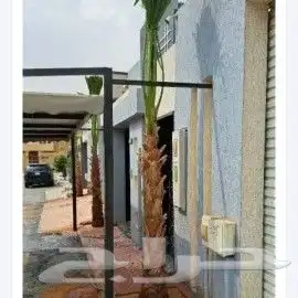 نخل واشنطن للبيع 4