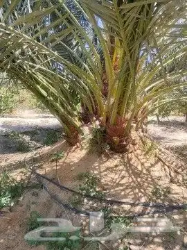 ودي نخل صفاوي للبيع 1