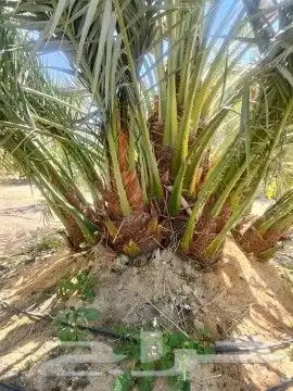 ودي نخل صفاوي للبيع 2