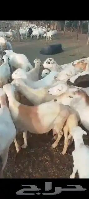 رفيدي اكبر قرم طيبه على الشرط 6