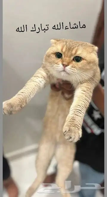 (( قط ذكر سكوتش فولد للتزاوج )) 0