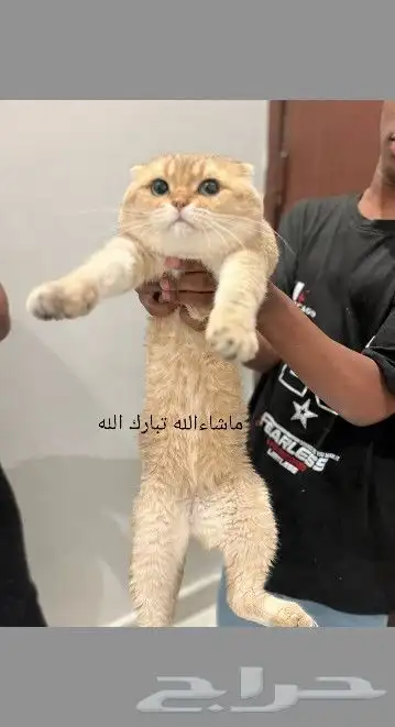 (( قط ذكر سكوتش فولد للتزاوج )) 1