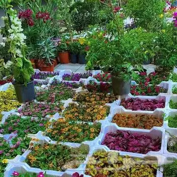 زراعه وتنسيق الحدايق مشتل 1