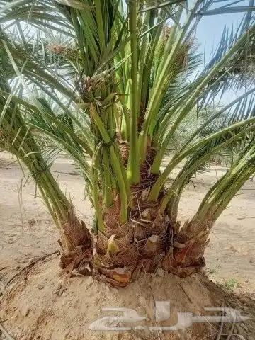 ودي نخل صفاوي للبيع 0