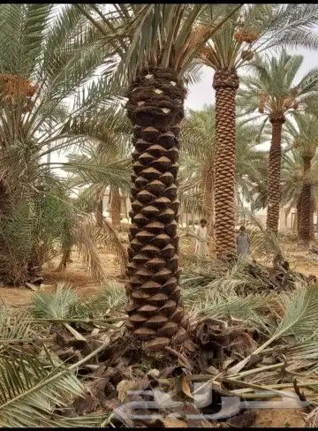 يوجد لدينا نخل واشنطني عربي ملوكي فروخ وشتلات وجميع انواع ال 6