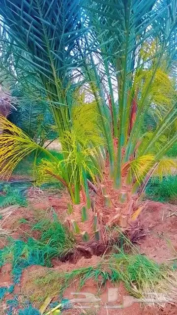 يوجد لدينا 20حبه نخل فاخر نوايع طيبه بطلعها 3