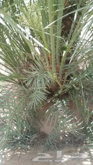 يوجد لدينا جميع انواع النخيل العربي والزينه 3