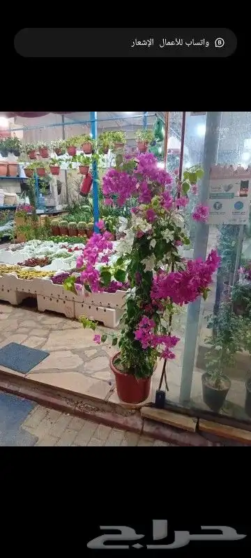 مشتل زراعي وتنسيق الحدايق 2