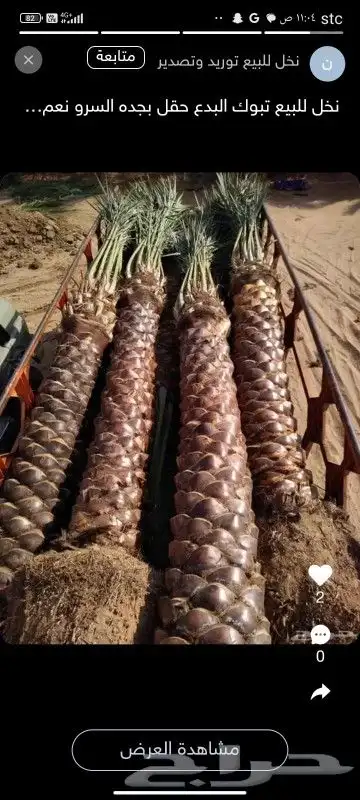 يوجد لدينا نخل واشنطني عربي ملوكي فروخ وشتلات وجميع انواع ال 9