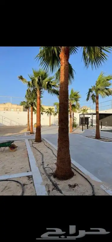 زراعة وتركيب نخيل واشنطونيا   نخيل تمر   كل أنواع النخيل 1