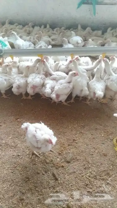 انا مشرف مزارع الدجاج تسمين الابيض واللحم 3