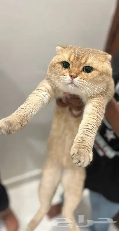 (قط سكوتش فولد قولد بيور للتزاوج ) 0