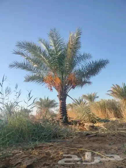 يوجد لدينا نخل عربي واشنطني خلاص ملوكي روثانا برحي سكري نبوت 3