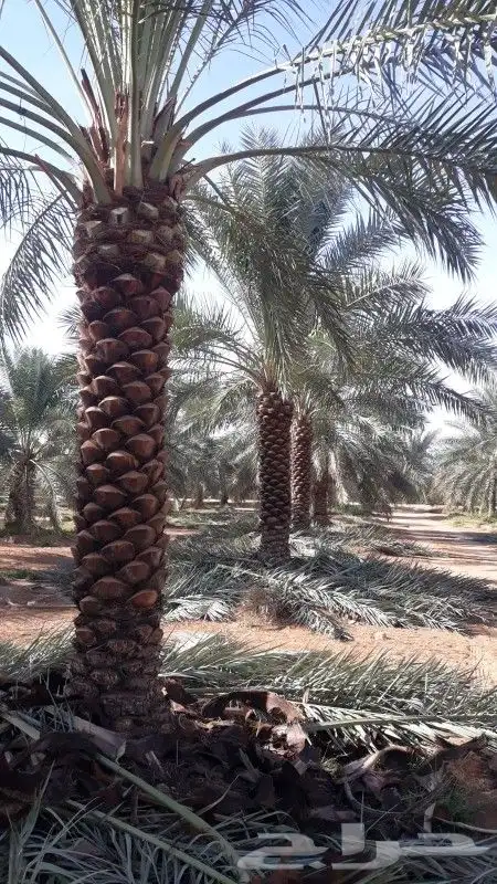 نخل عربي وواشنطنيا وأشجار الزينه 2