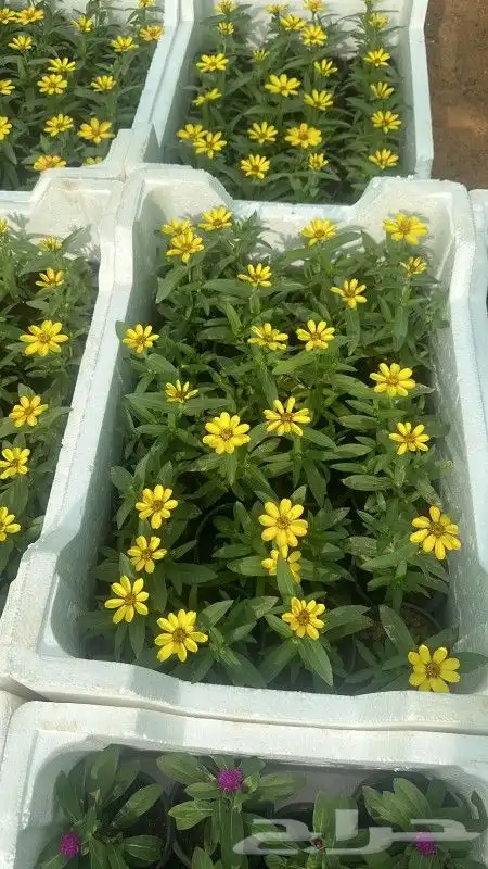 تنسيق حدائق 7