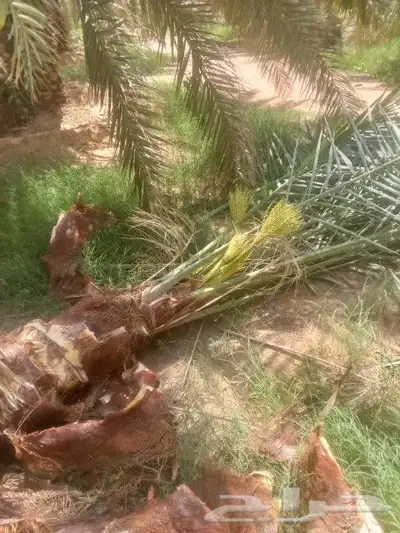 يوجد لدينا 20حبه نخل فاخر نوايع طيبه بطلعها 2