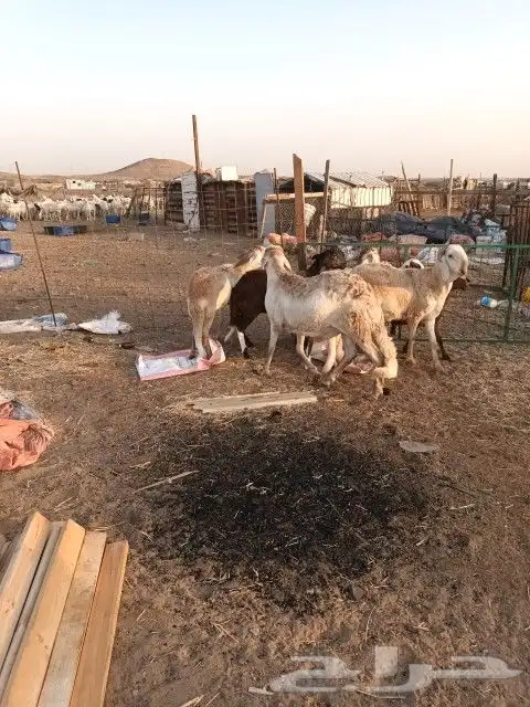 رخال سواكنيات للبيع 2