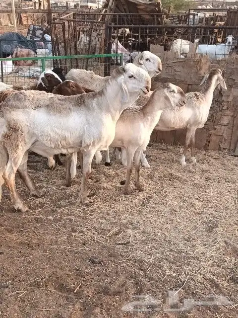 رخال سواكنيات للبيع 5