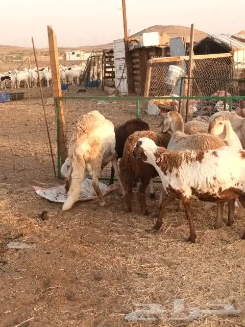رخال سواكنيات للبيع 3