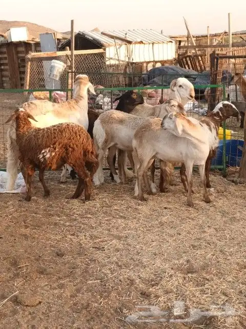 رخال سواكنيات للبيع 8