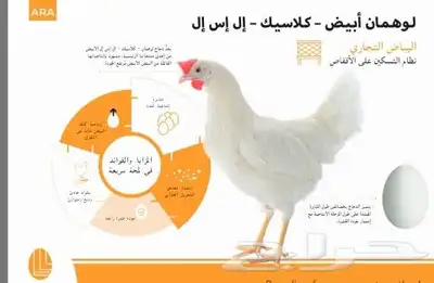 دجاج ابيض بياض لوهمان كلاسيك 1