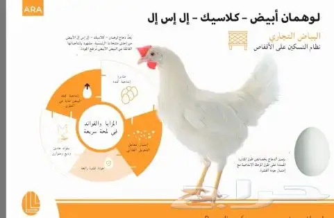 دجاج ابيض بياض لوهمان كلاسيك 1