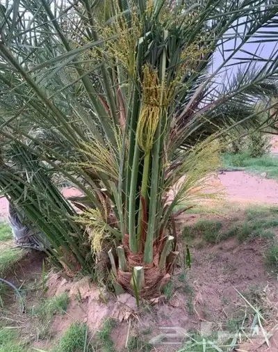 يوجد لدينا 20حبه نخل فاخر نوايع طيبه بطلعها 1