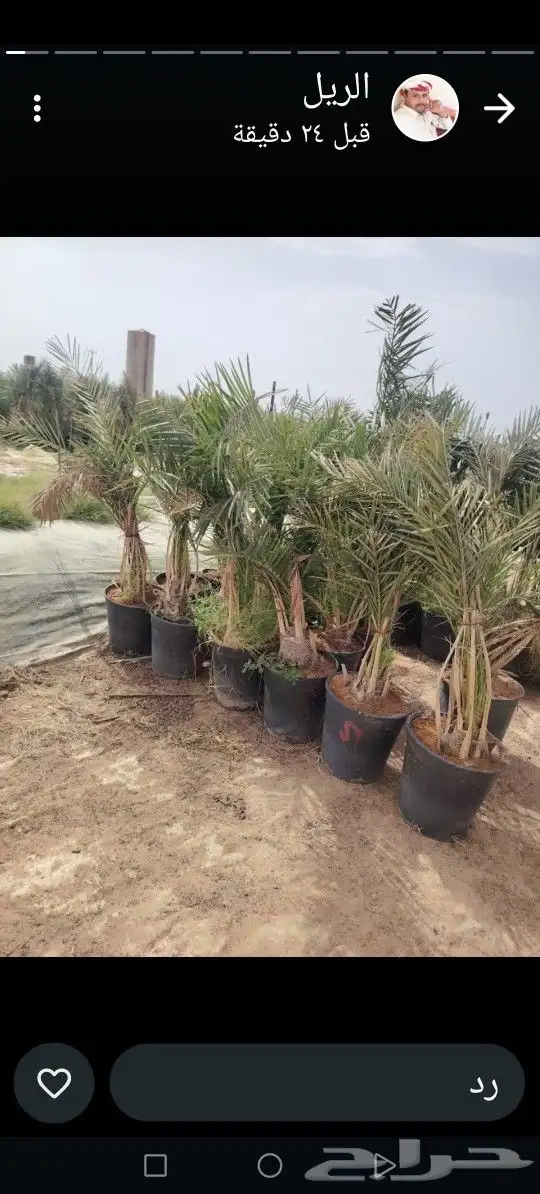 يوجد لدينا جميع انواع النخيل العربي والزينه 2