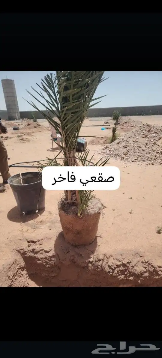 يوجد لدينا جميع انواع النخيل العربي والزينه 1