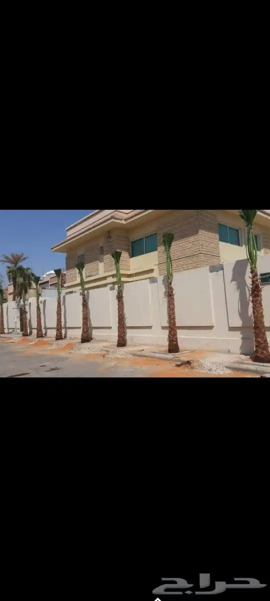 نخل واشنطن للبيع 12