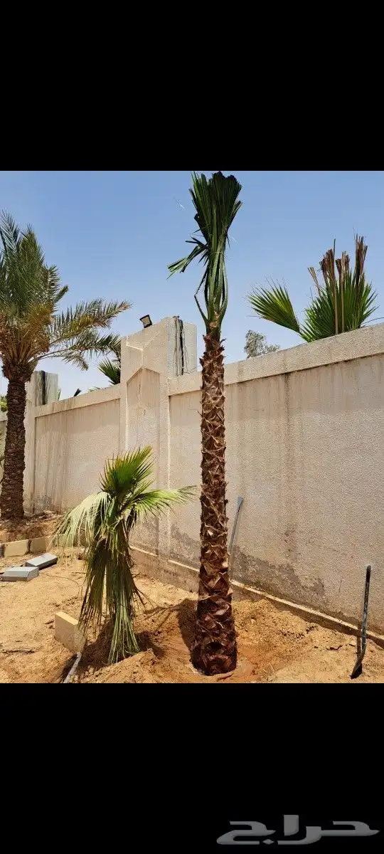 نخل واشنطن للبيع 13