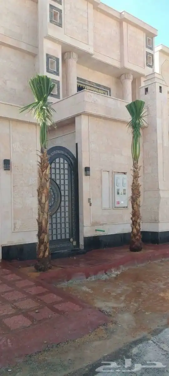 نخل واشنطن للبيع 9