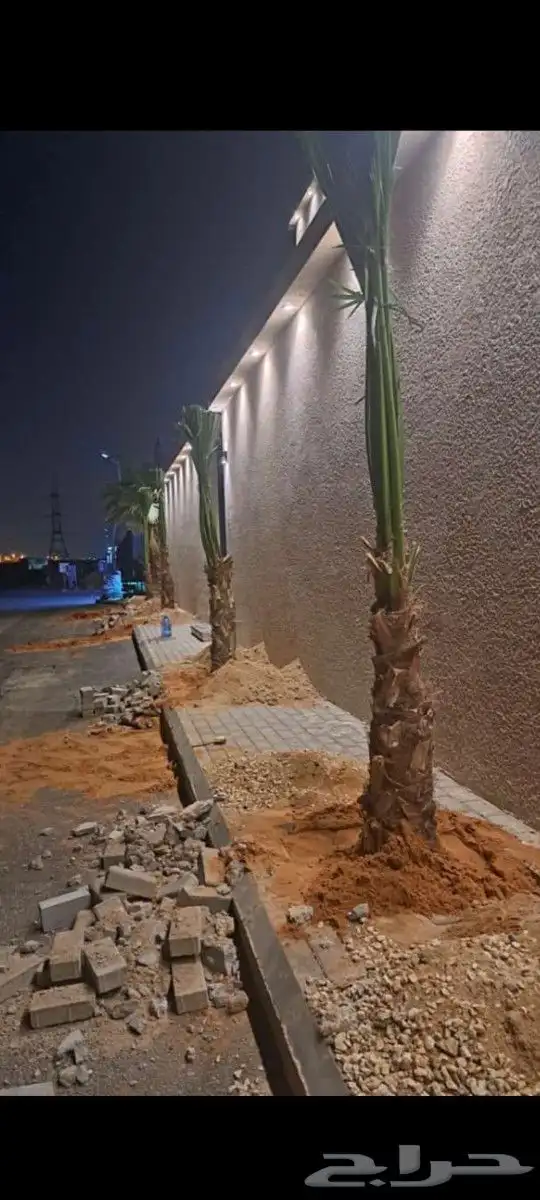 نخل واشنطن للبيع 6