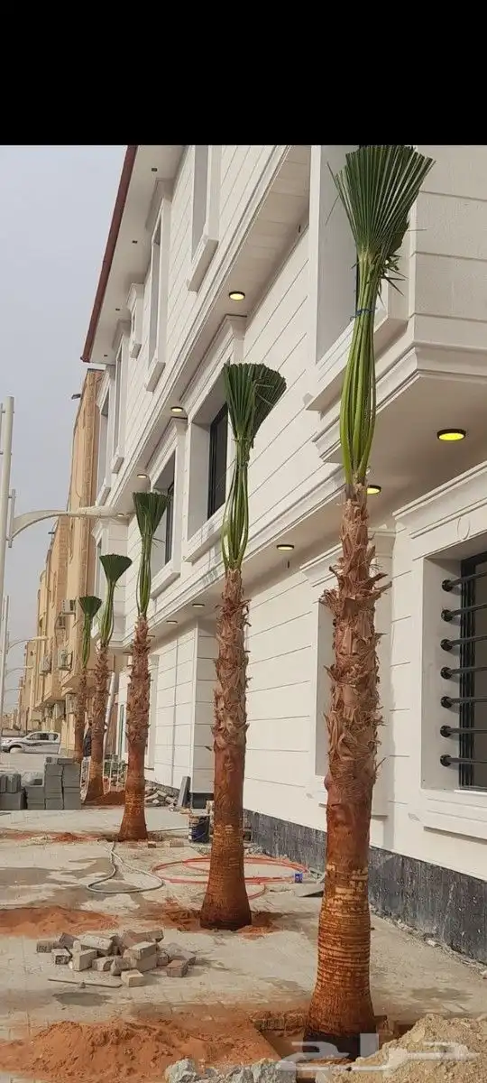 نخل واشنطن للبيع 11