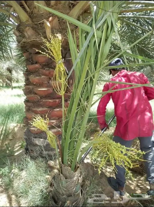 يوجد لدينا جميع انواع النخيل العربي والزينه 4