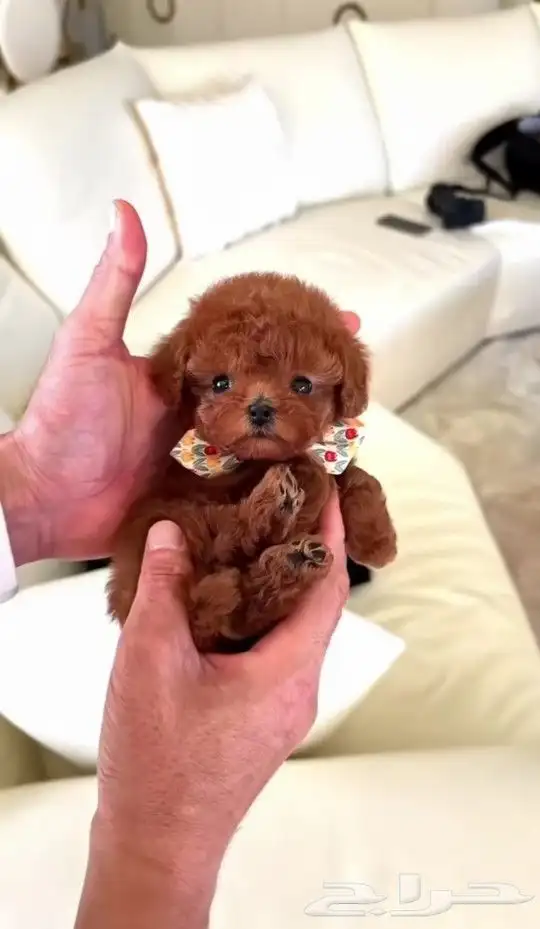 poodle teacup ... بودل تيكب 0