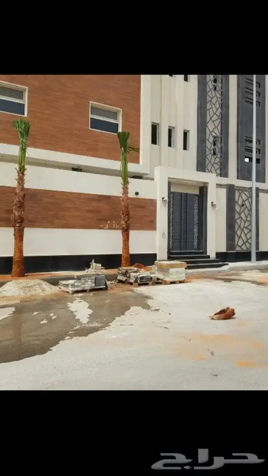 نخل واشنطن للبيع 14