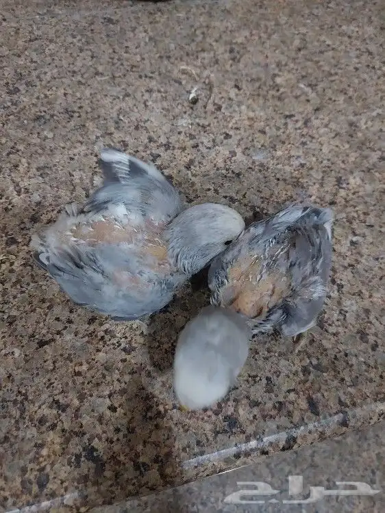 فروخ روز 2