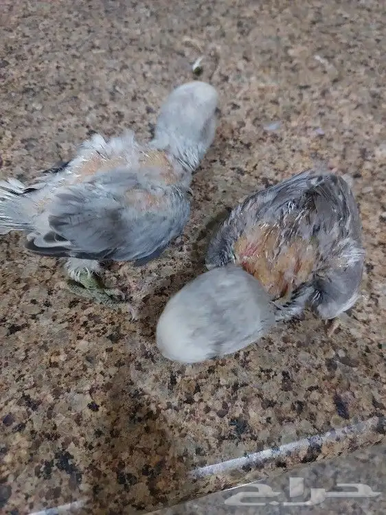 فروخ روز 1