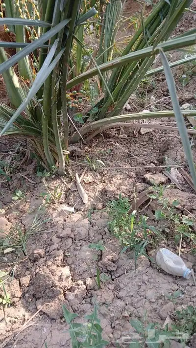 اصاني عجوه كبار 2
