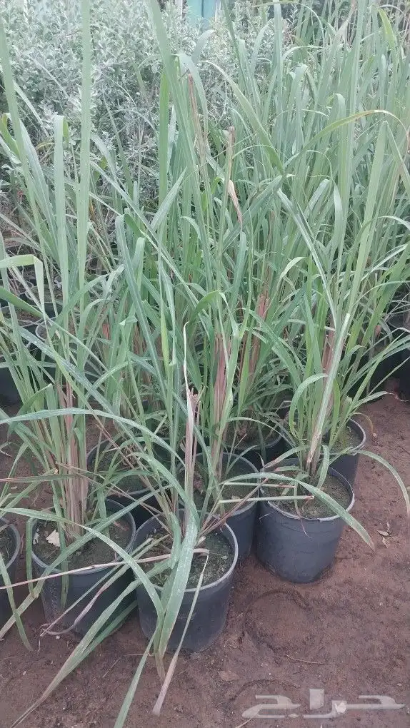 تنسيق حدائق 6