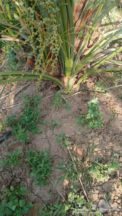 اصاني عجوه كبار 3