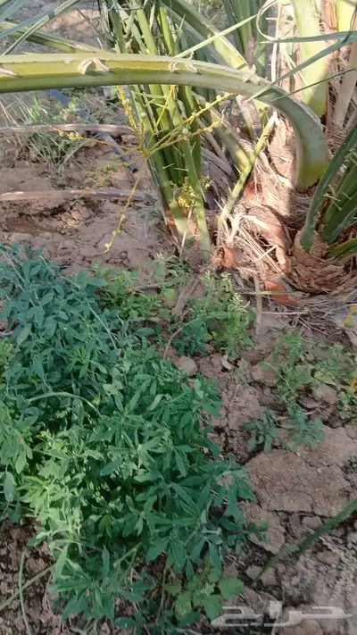 اصاني عجوه كبار 1