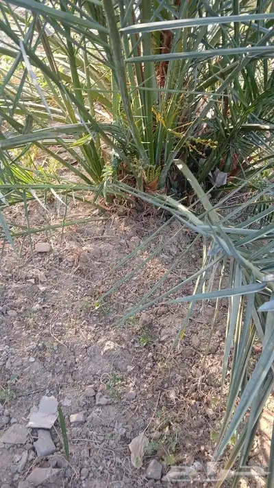 اصاني عجوه كبار 8