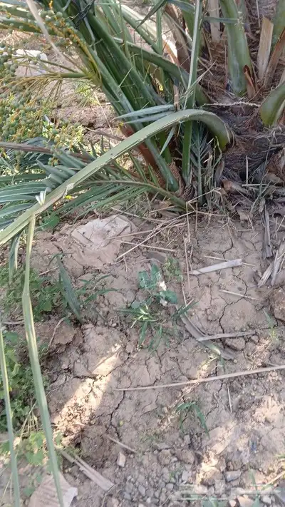 اصاني عجوه كبار 6