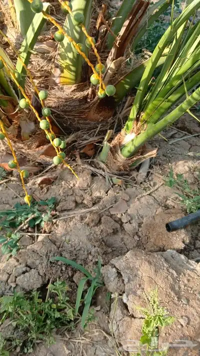 اصاني عجوه كبار 7
