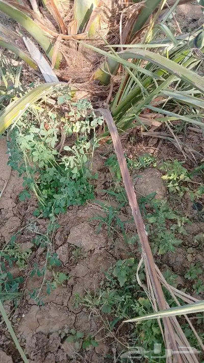 اصاني عجوه كبار 5