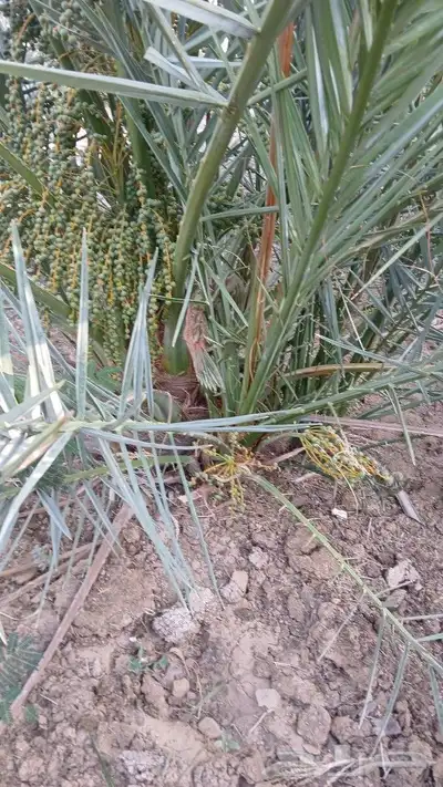 اصاني عجوه كبار 9