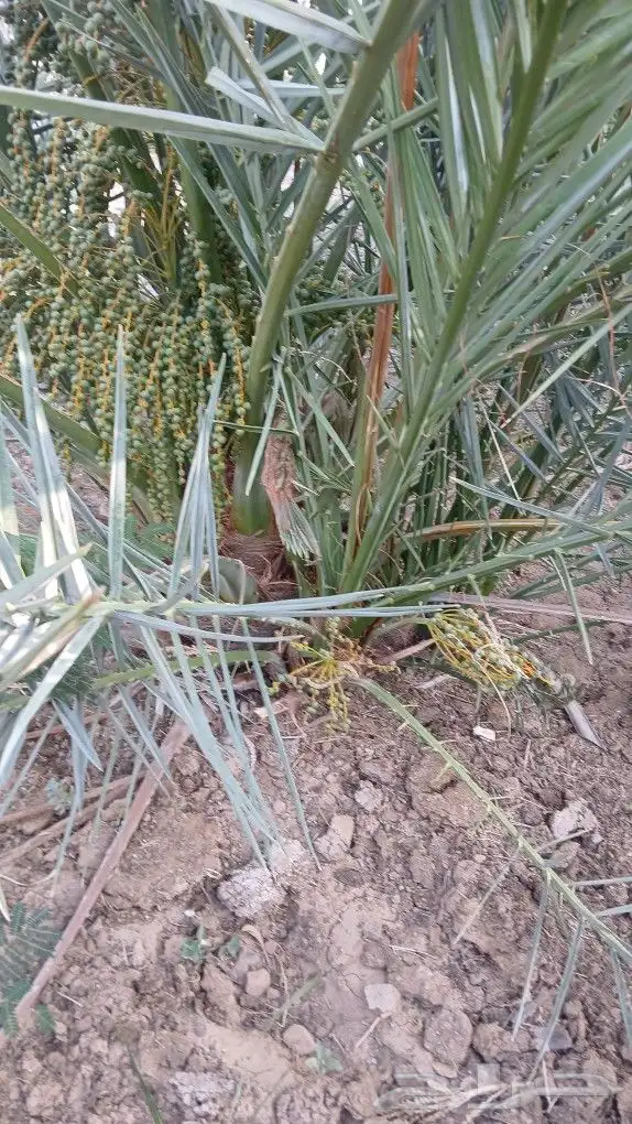 اصاني عجوه كبار 9